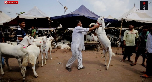 Coronavirus Pandemic: 'Qurbani' An Uphill Task In India, 'Online' Sale And Purchase Of Sacrificial Animals In Bangladesh, Pakistan